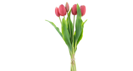 Real Touch Holland Tulip bundle Sally X5 beauty 36cm